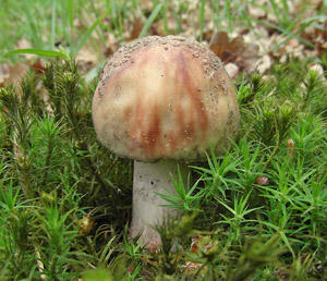 muchomrka rovka - Amanita rubescens