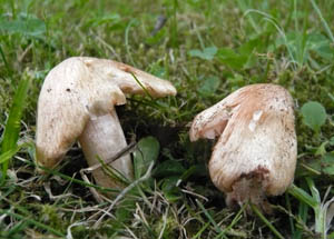 vlknice zaervenal - Inocybe erubescens