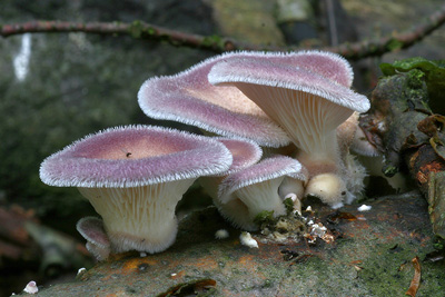 hlva chlupat  Panus lecomtei - foto: Ladislav peta