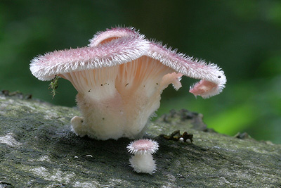 hlva chlupat  Panus lecomtei - foto: Ladislav peta