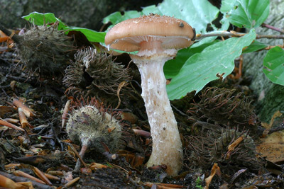 vclavka hlznat  Armillaria gallica - foto: Ladislav peta