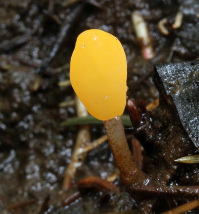 apulka bahenn - Mitrula paludosa - foto: Libor Hejl 