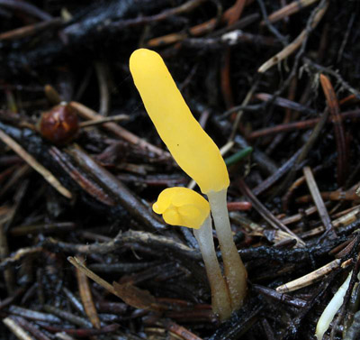 apulka bahenn - Mitrula paludosa - foto: Libor Hejl 