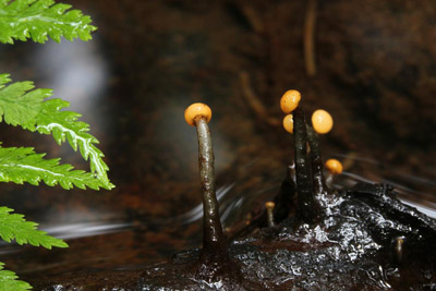 míhavka vodní - Vibrissea truncorum - foto: Libor Hejl