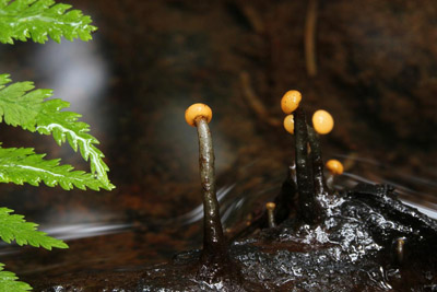 mhavka vodn - Vibrissea truncorum - foto: Libor Hejl