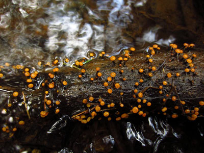 míhavka vodní - Vibrissea truncorum - foto: Libor Hejl
