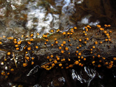 mhavka vodn - Vibrissea truncorum - foto: Libor Hejl