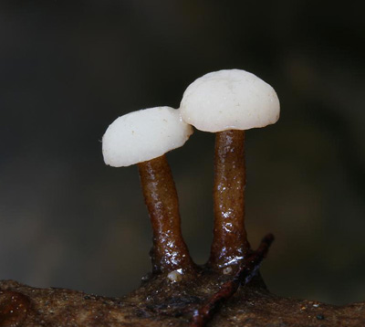  vodnika poton - Cudoniella clavus - foto: Libor Hejl 