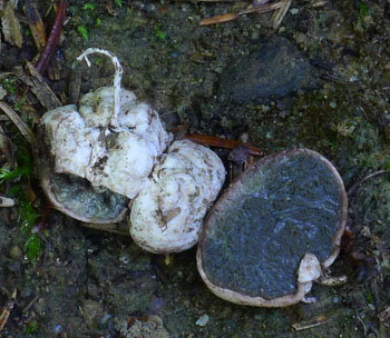 jedna z podzemek, zstupce rodu loupavka - Hysterangium sp.