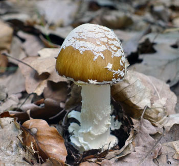 muchomrka tygrovan  Amanita pantherina