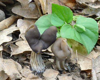 chap jamkat  Helvella lacunosa