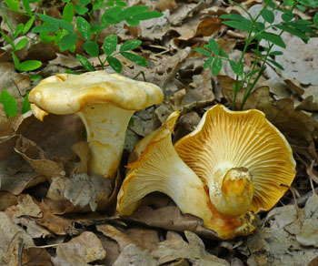 lika bled  Cantharellus pallens 