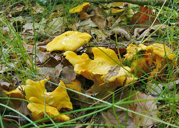 lika obecn  Cantharellus cibarius - foto: Stanislav Jirsek