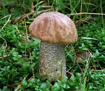 kozk bezov - Leccinum scabrum - foto: Stanislav Jirsek 