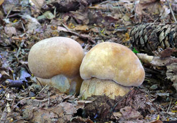 hib dubov  Boletus reticulatus 