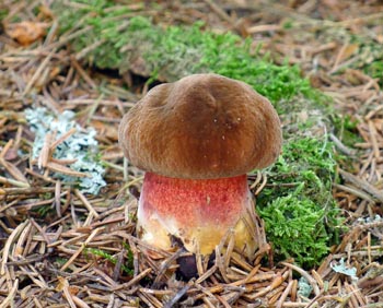 hib kov  Boletus erythropus