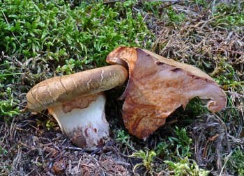 echratka podvinut  Paxillus involutus