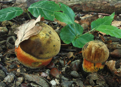 hib kov  Boletus erythropus 