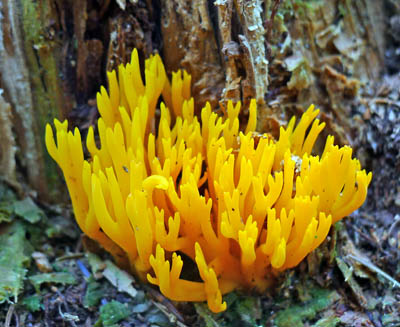 jeden z prvnch nlez, krsnorek lepkav - Calocera viscosa - foto: Ale Vt