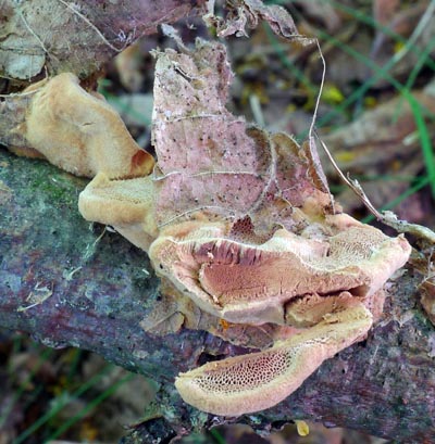 hlink ervenajc - Hapalopilus rutilans - foto: Ale Vt