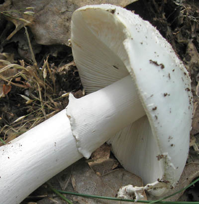 muchomrka edivka - Amanita spissa (svtl forma) - foto: Ludmila Vavrdov