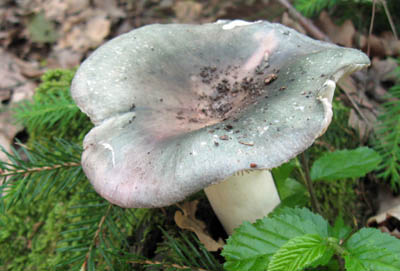 holubinka namodral - Russula cyanoxantha - foto: Ludmila Vavrdov