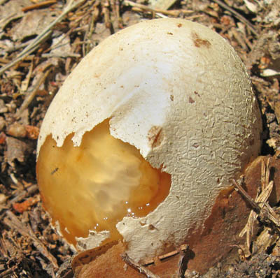 kuchňsky upotřebitelné vejce hadovky smrduté - Phallus impudicus - foto: Ludmila Vavrdová