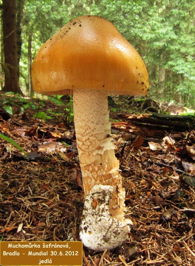 muchomrka afrnov - Amanita crocea