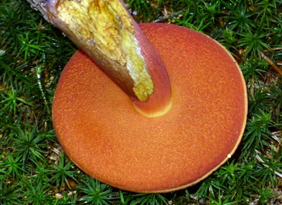 podled pod klobouk hiba kove - Boletus erythropus