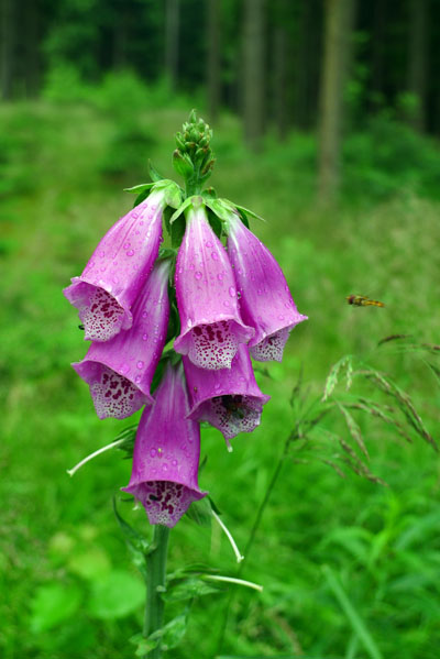 jedovat nprstnk erven - Digitalis purpurea