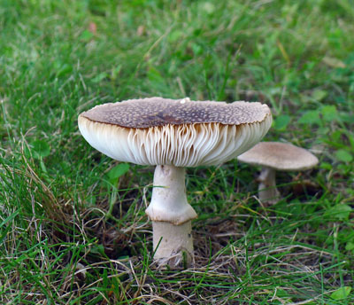 muchomrka drsn  Amanita franchetii