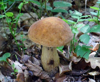 kozák dubový – Leccinum luteoporum v podobě hříčky přírody