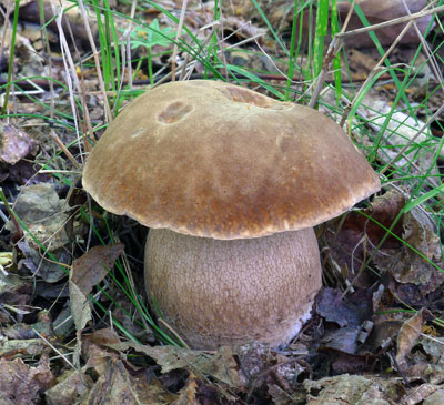 hib dubov  Boletus reticulatus