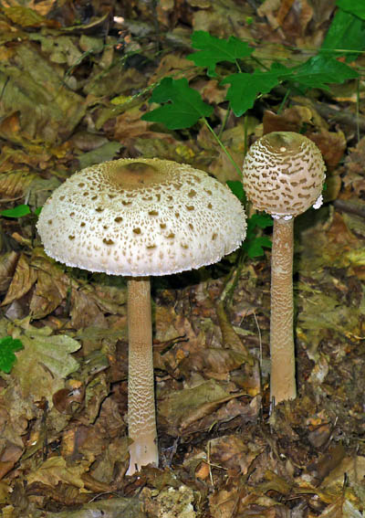 bedla vysok  Macrolepiota procera