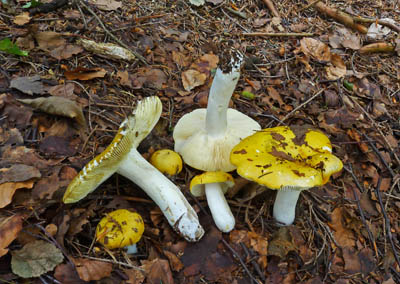 holubinka chromov  Russula claroflava 