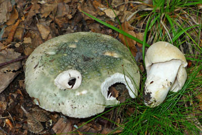 holubinka nazelenal  Russula virescens