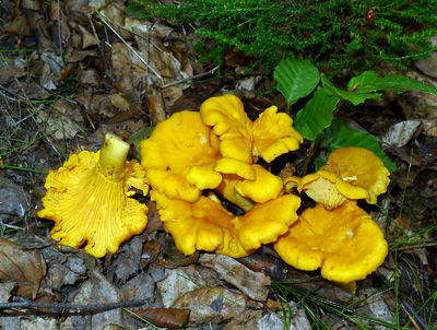 lika obecn  Cantharellus cibarius