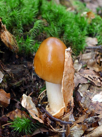 muchomrka (katmanka alias povatka) oranov  Amanita fulva