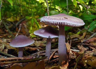 helmovka edkvikov - Mycena pura - demo foto: Petr Miku