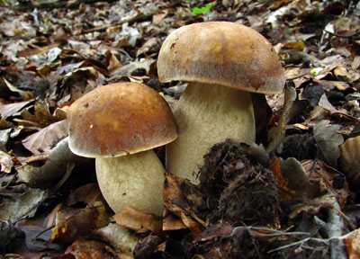 hib dubov  Boletus reticulatus 