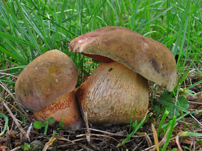 hib kolodj  Boletus luridus 