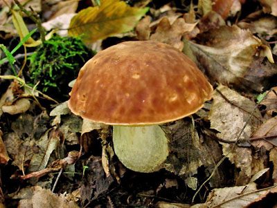 hib skvrnit  Boletus depilatus 