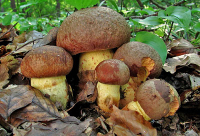 hib pvskat  Boletus appendiculatus 