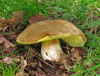 hib plav  Boletus impolitus 