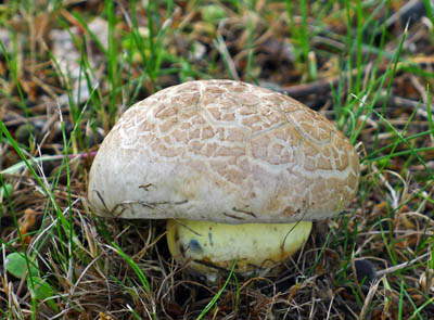 hib medotrpk  Boletus albidus