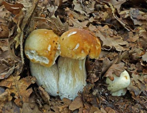 hib obecn - Boletus edulis - demo foto: Ale Vt