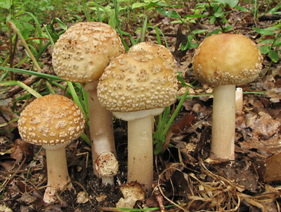 muchomrka rovka  Amanita rubescens, jak ji kad znme