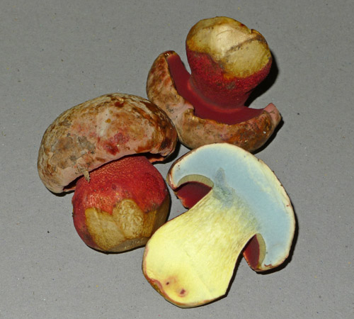 hřib nachový – Boletus rhodoxanthus