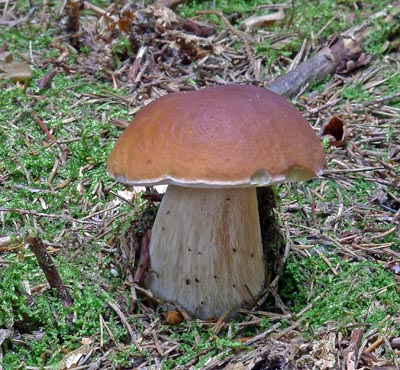 hib obecn - Boletus edulis