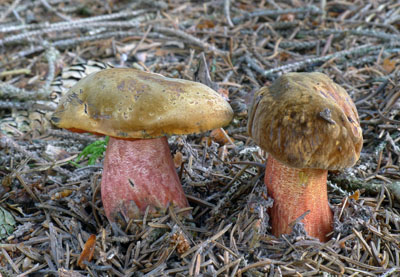 hib kov - Boletus erythropus